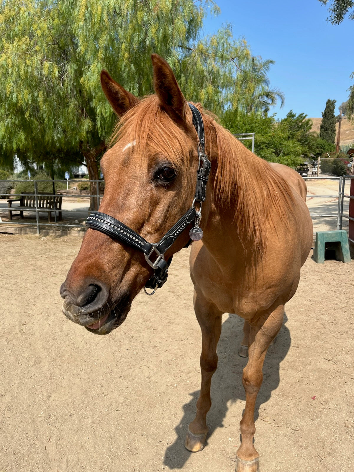 Jigsaw Farms Pony Pin/SMALL